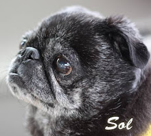 Central Florida Pug Rescue