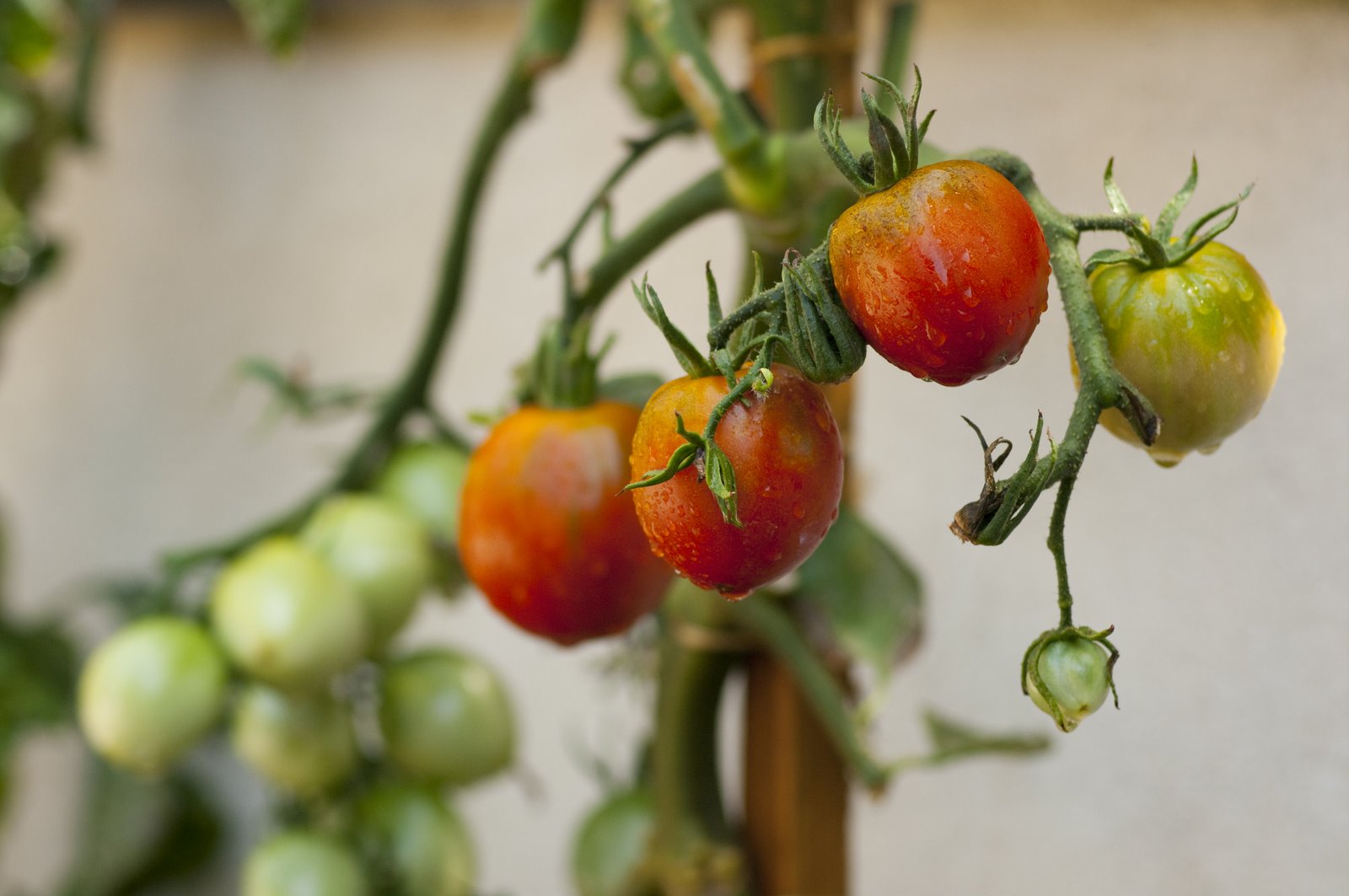 [Bunch+Tomatoes+Wider+View.jpg]