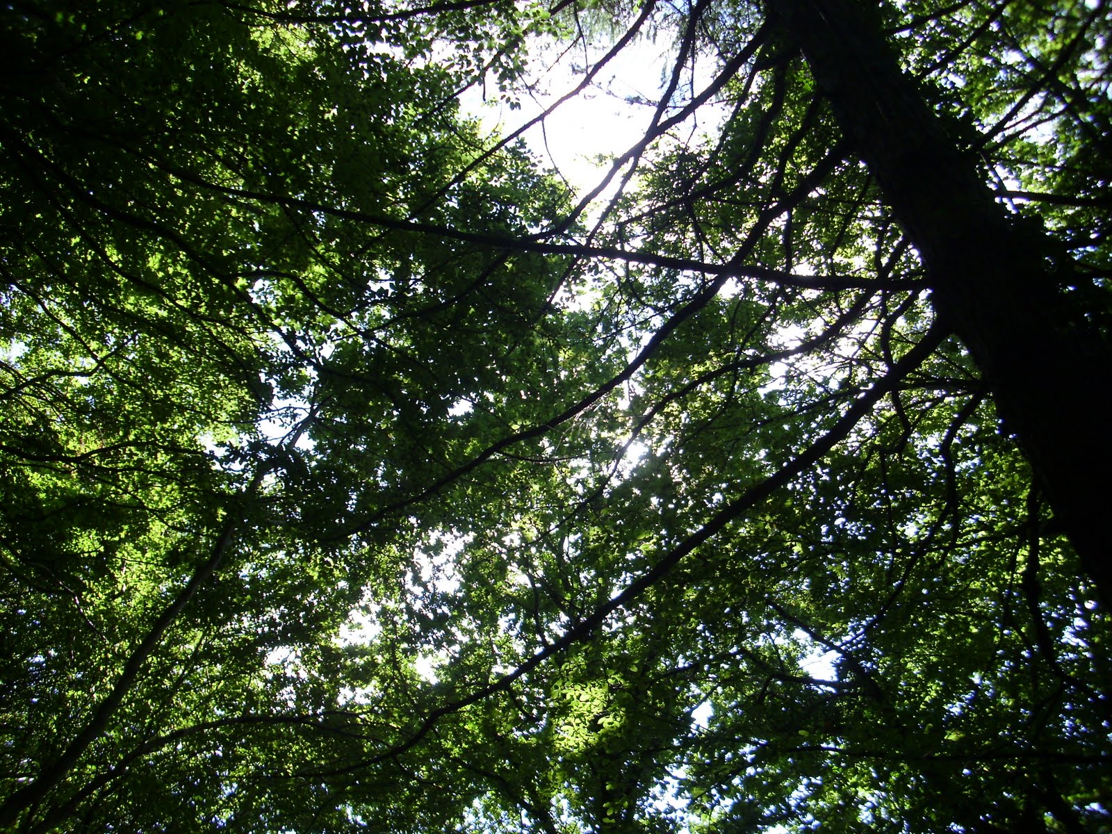 Svanvithe Anfang Der Liebe