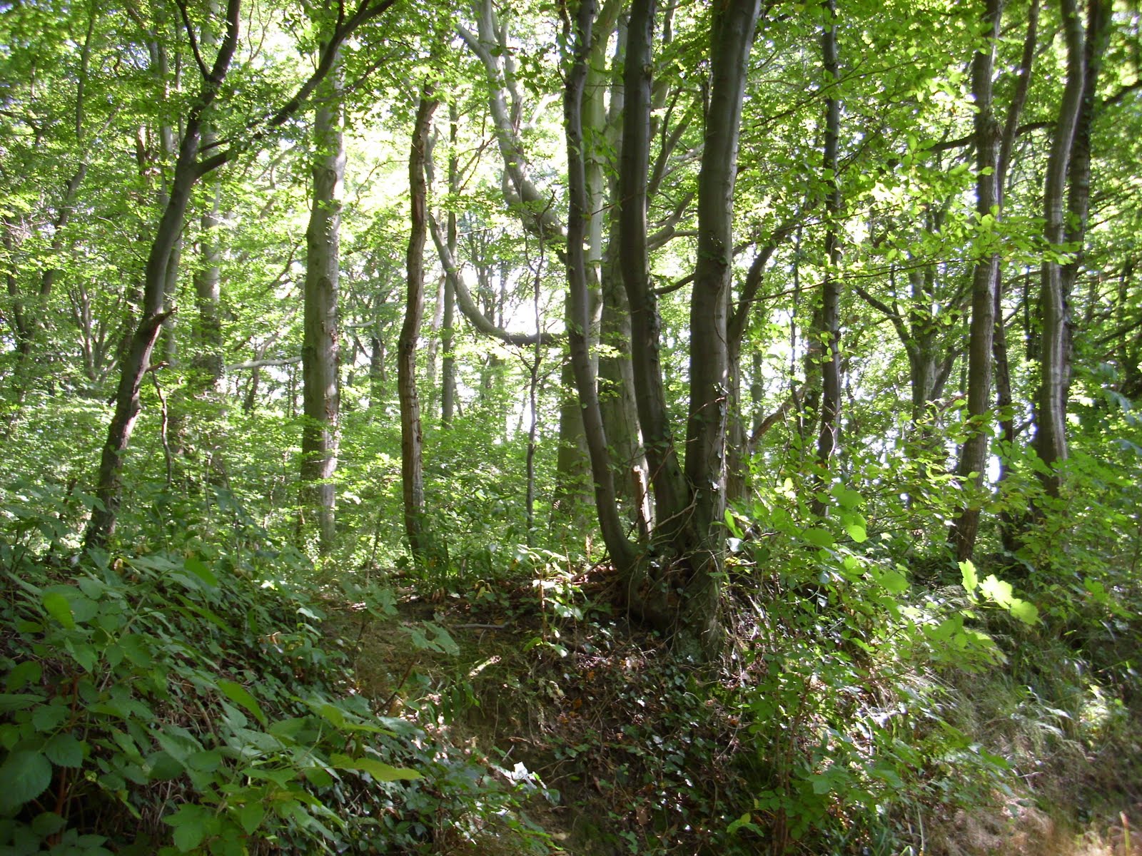 Svanvithe Anfang Der Liebe