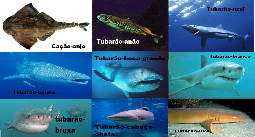 ZooDidática Tubarões