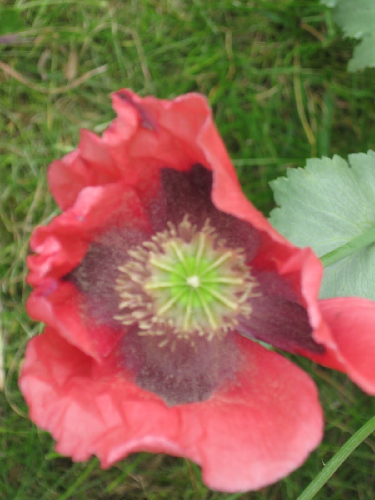 LE JARDIN DE VIVIANE Pavot