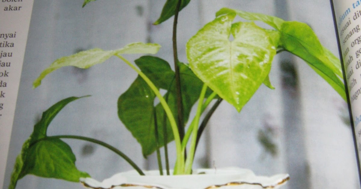 Laman Cikgunita: koleksi poko tanaman hiasan lagi