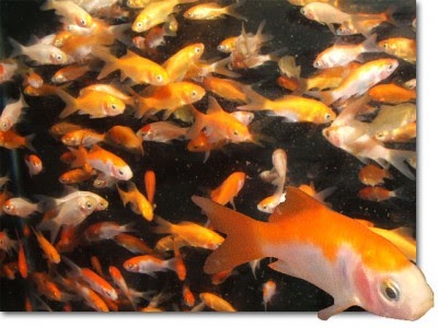 Veterinary Rescuer: The Ugly Goldfish