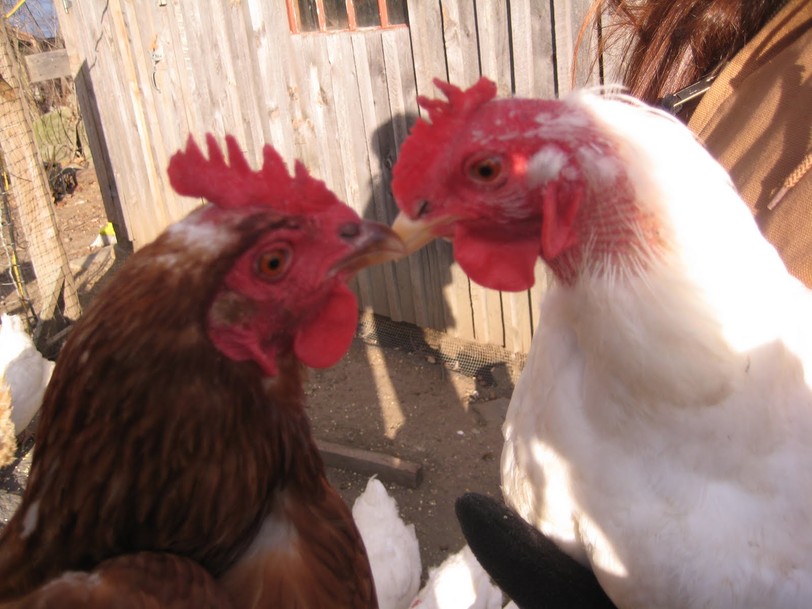 Barn None Chicken Love!