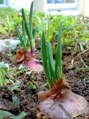 little-joy-onion-sprouting