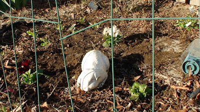 Lettuce Gardening