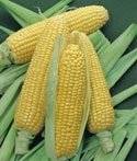 Filosofi Petani Jagung (jangan di baca! ini gak penting.