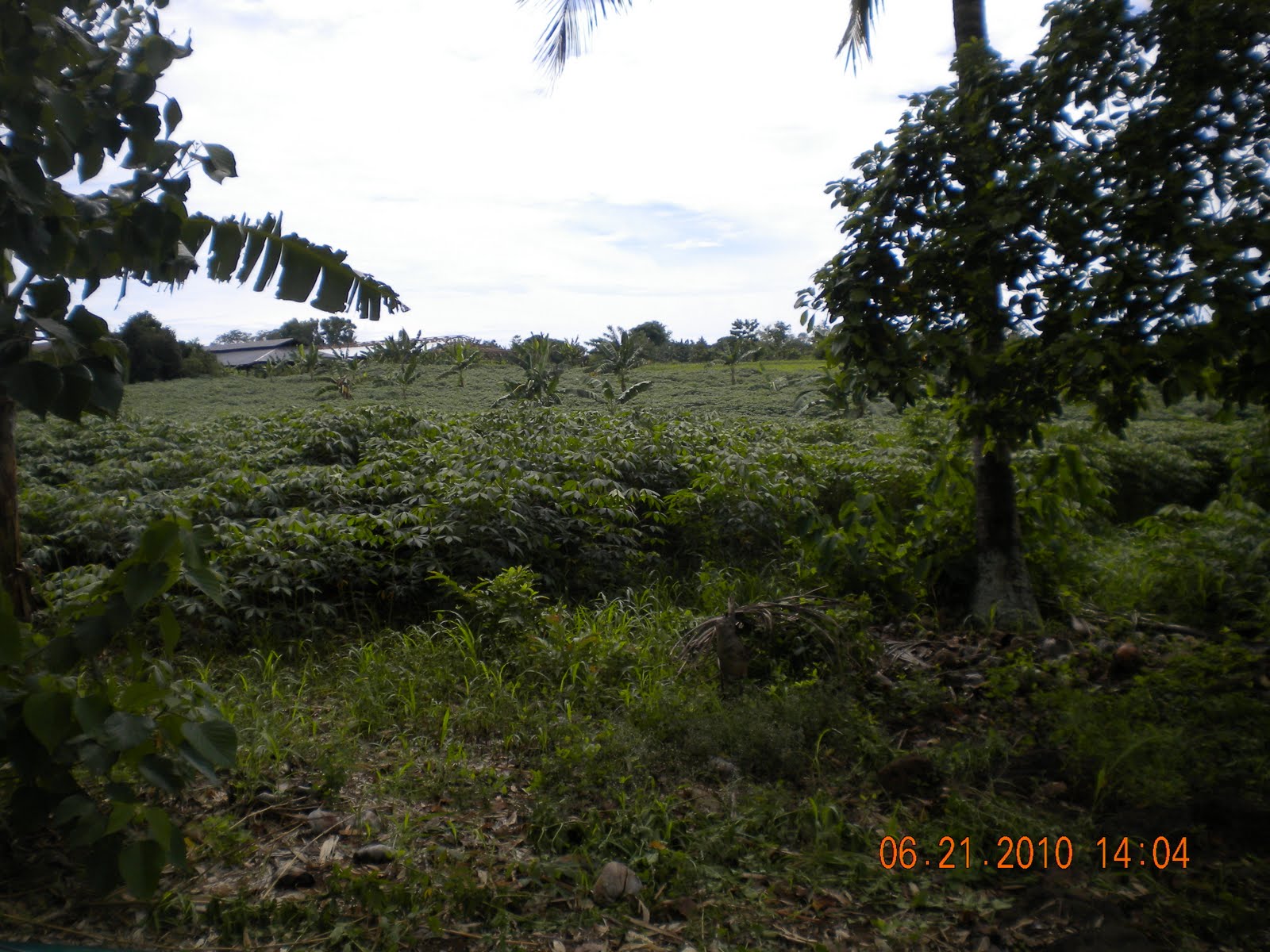 Lots For Sale in Misamis Oriental 20 Hectares Titled Agri Land For