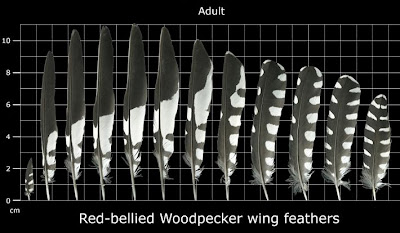 Bird Feathers - ID, Structure, Types, Colors
