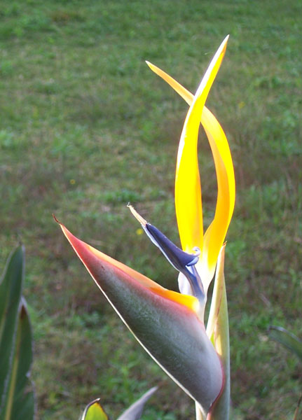 teresa schultz south africa national flower strelitzia or protea