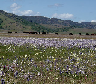 Bear Valley wildflowers Colusa County