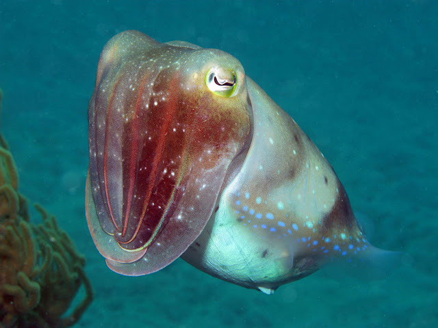 Cuttlefish descoberto em Lizard Island. Foto: John Huisman, Murdoch University