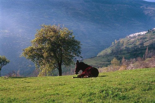 Mule and views on Capileira