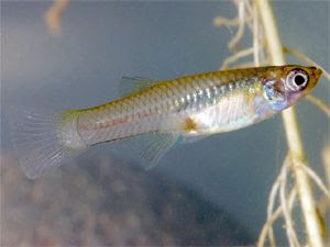 female mosquito fish - gambusia affinis