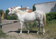 Cavalos em Venda