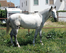 Cavalos em Venda