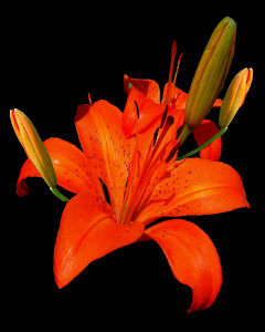 Orange Lilly With Buds