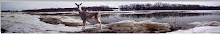 Maumee River Icejam of 2006/07