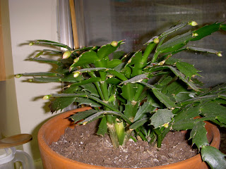 Life, by Merry and Dave: The Christmas Cactus Blooms Again!