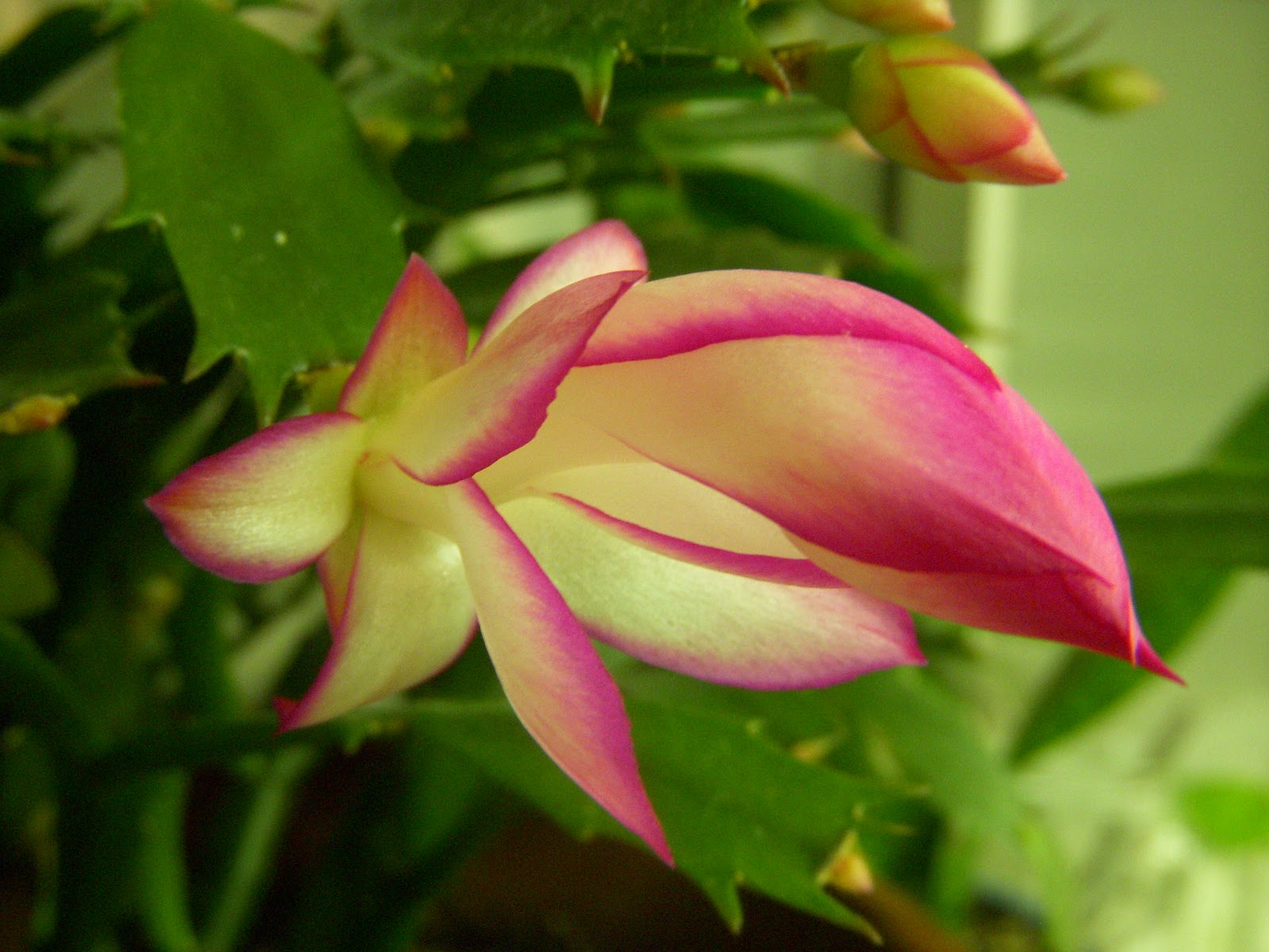 Life, by Merry and Dave The Christmas Cactus Blooms Again!