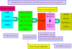 Fases de la Intoxicación