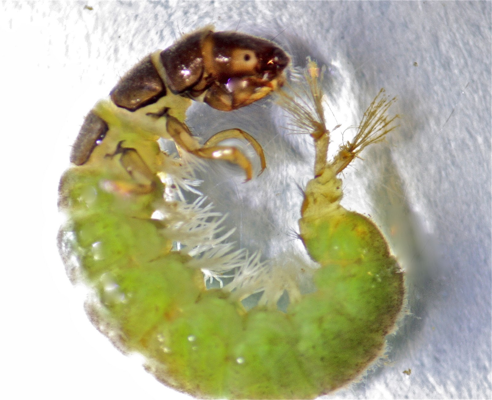 Aquatic Insects of Central Virginia The Netspinner" Caddisfly
