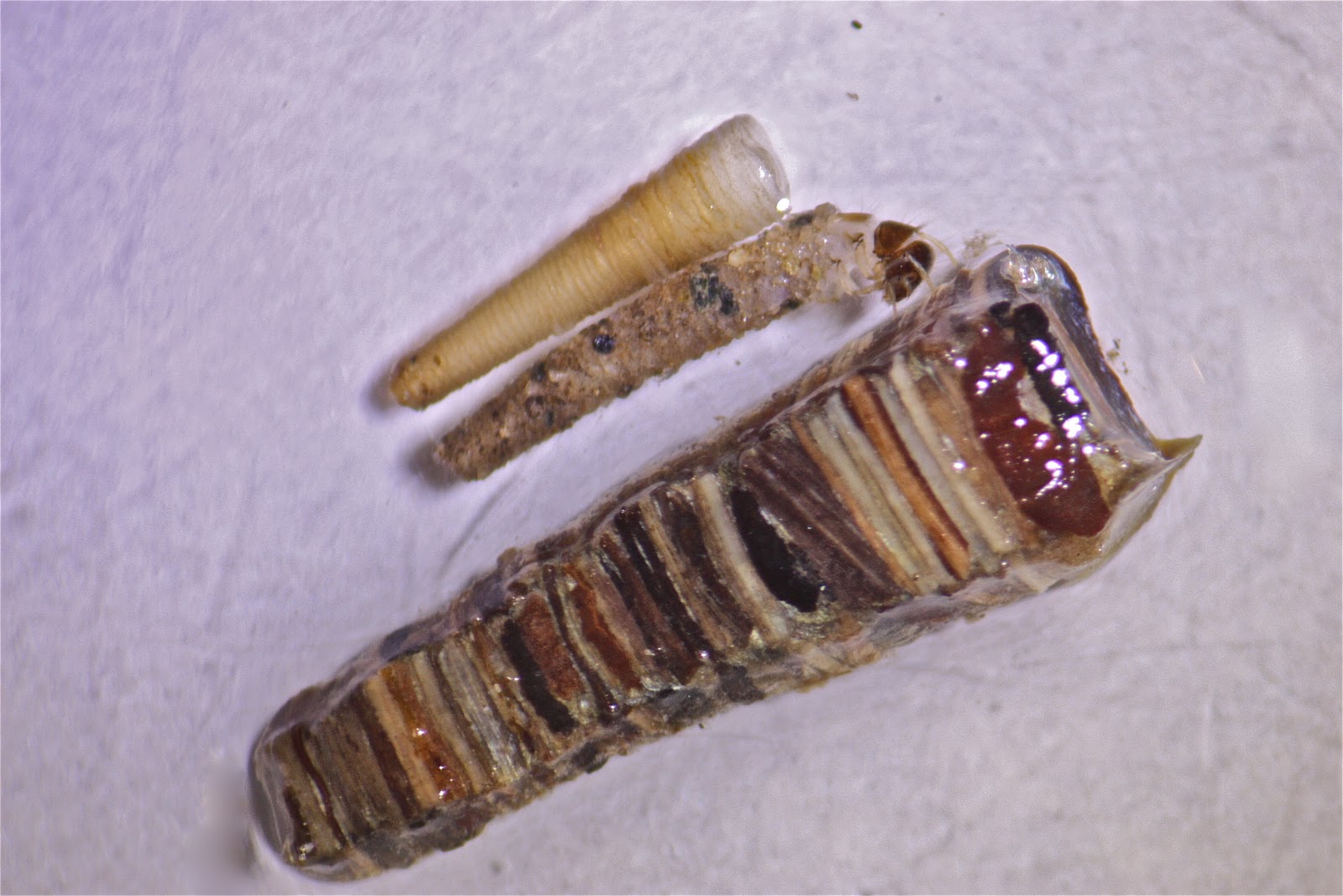 Caddisfly Cases