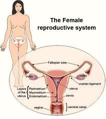 sistem reproduksi wanita