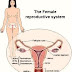Tongkat Vagina Super - Solusi Merapatkan Miss V Anda yang Sudah Longgar thumbnail