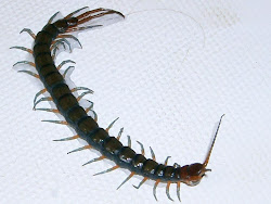 centipede centipedes bed simon sleeping middle gross went kid horrified things thing night wallpapers furry meaning sifter journal hires then
