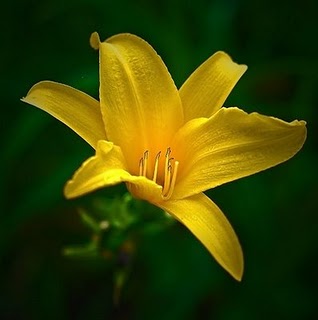 Gambar Bunga Lily Kuning Koleksi Gambar Bunga