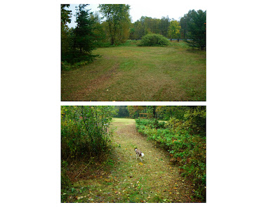 MEADOW
