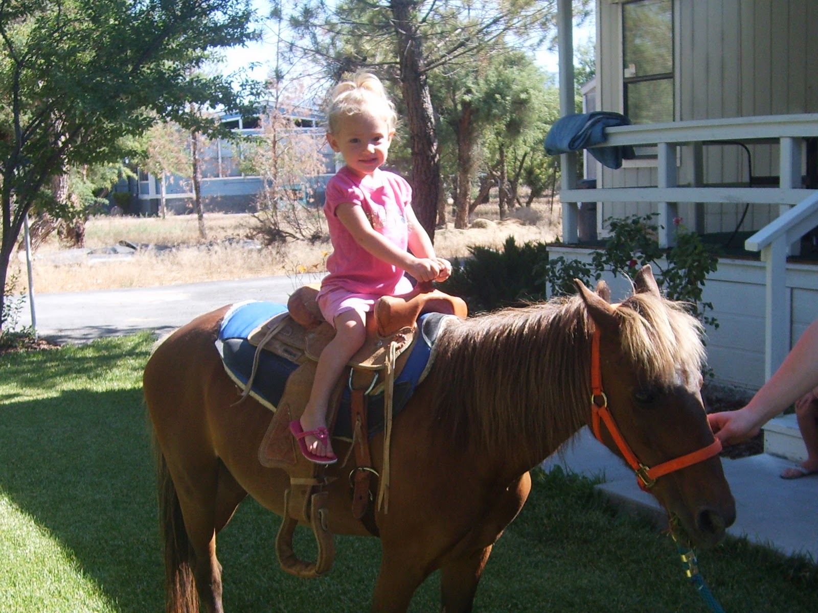 Severts7: pony rides