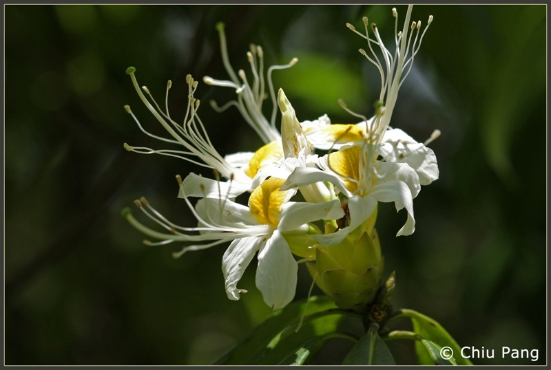 [Rhododendron+stamenium.JPG]
