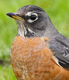 State Bird Of Connecticut