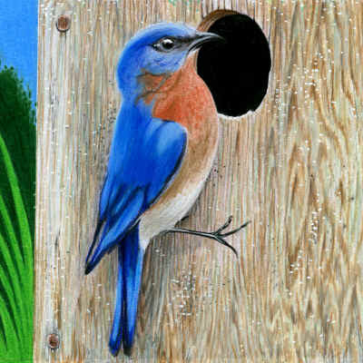 New York State Bluebird Pictures | State Birds