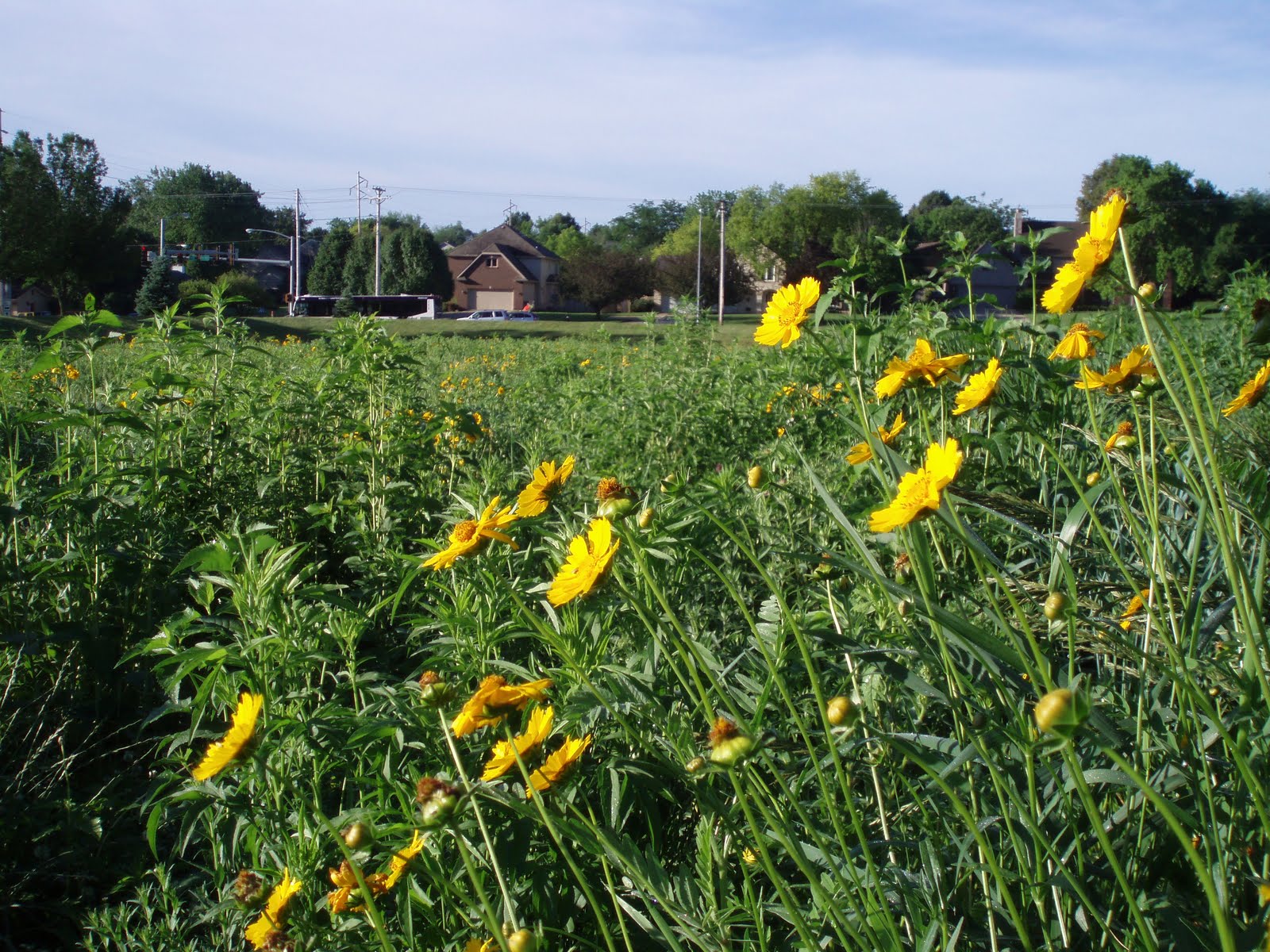 The Valley Prairie Project: Prairie Plant Identification
