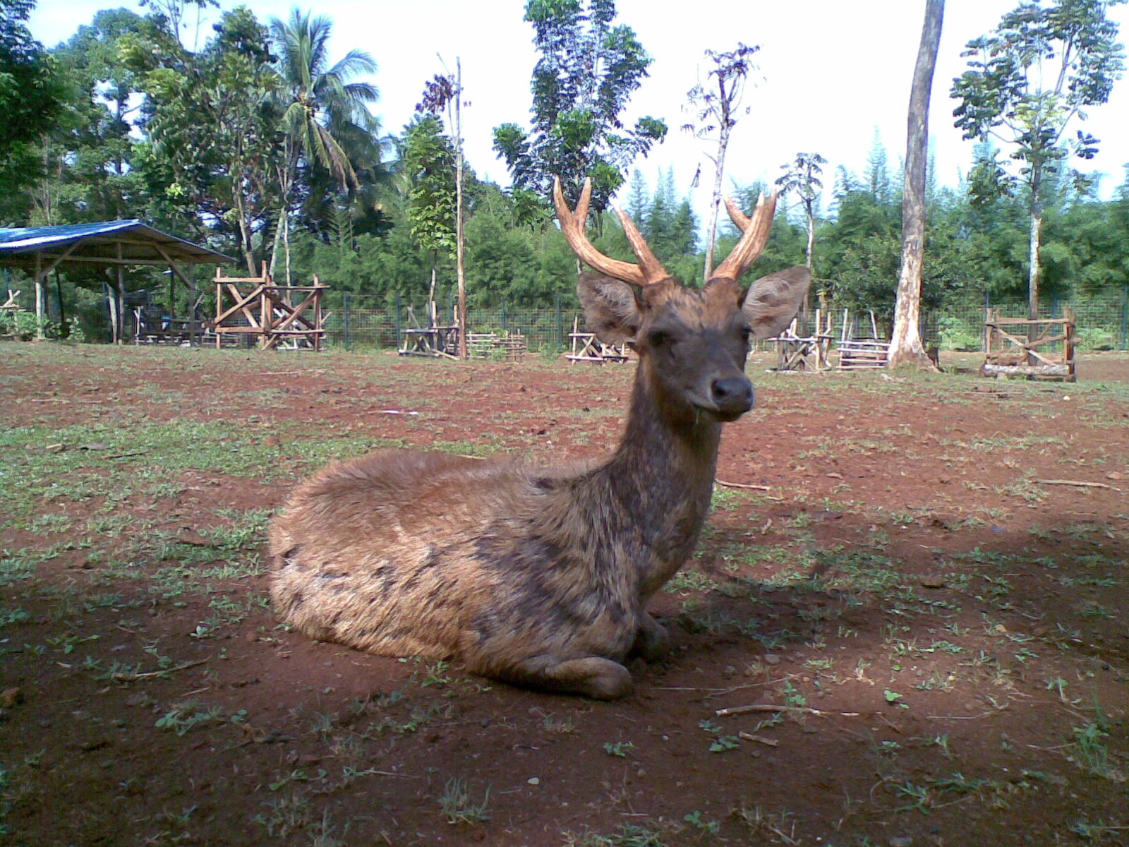 Ruso Timor Cervus Timorensis: Cervus Timorensis (Rusa Timor)