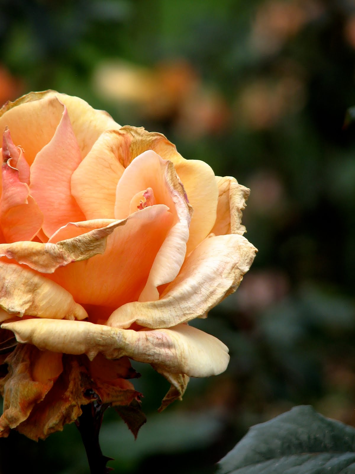 ...Around the States in 80 Days... The City of Roses