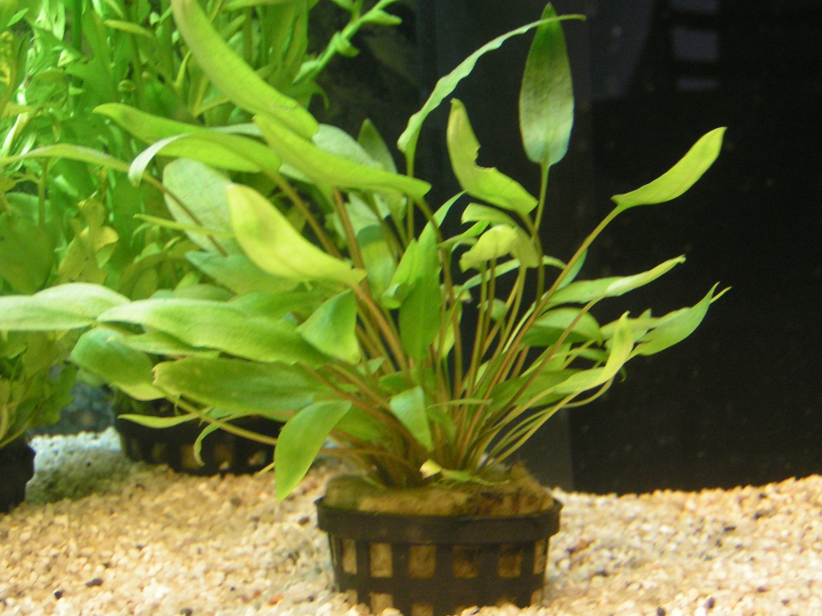 [Cryptocoryne]