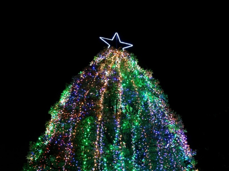 christmastrees