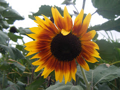 summers beauty