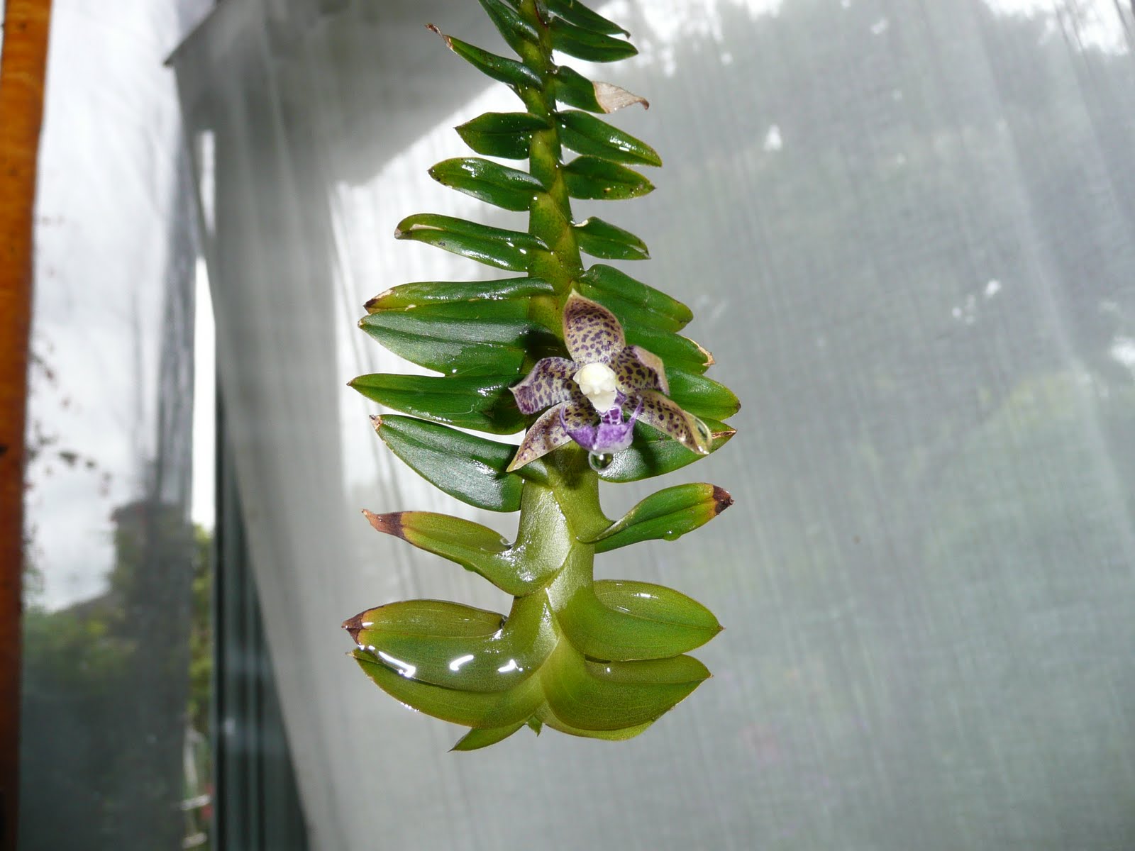 P&R chronicle Dichaea laxa