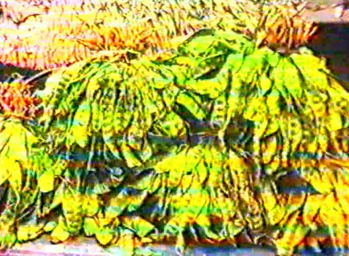 Gambar Buah-Buahan Hutan dan Sayuran Liar