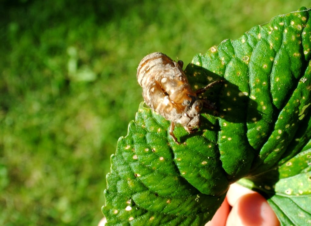 My life in Canada Singzikaden in Kanada