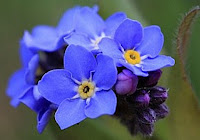 small bouquet of forget-me-nots