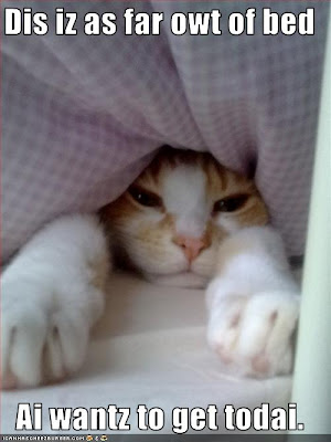 cat under covers doesn't want to get out of bed