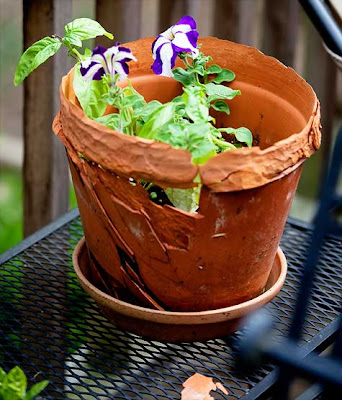blue and white petunias in broken pot