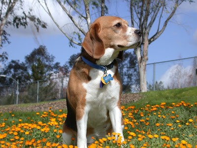 photo of a beagle looking into distance